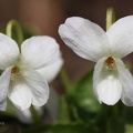Weißes Veilchen (Viola alba)